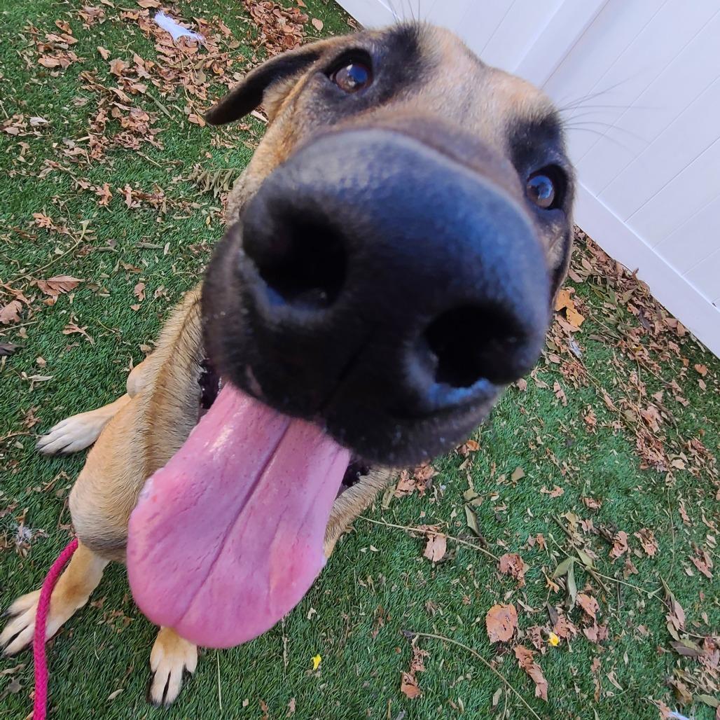 Enlarge Fettuccine Alfredo, a Adoptable German Shepherd Dog in Oak Park, IL image 5/6