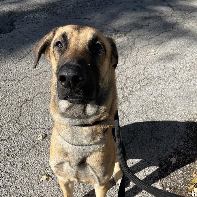 Enlarge Fettuccine Alfredo, a Adoptable German Shepherd Dog in Oak Park, IL image 6/6