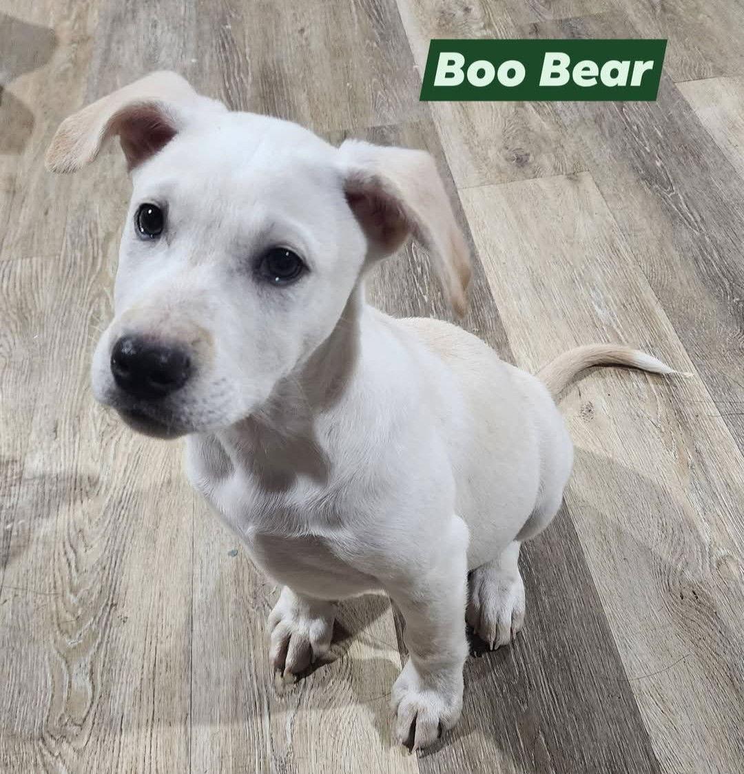 Enlarge Boo Bear, a Adoptable mixed breed in Marine City, MI image 3/3