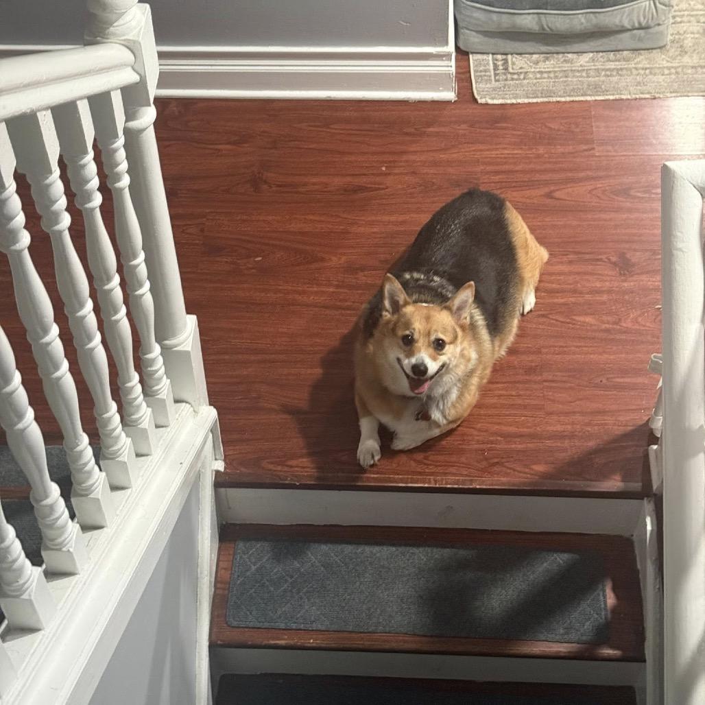 Bronco, Adoptable, Adult Male Corgi.