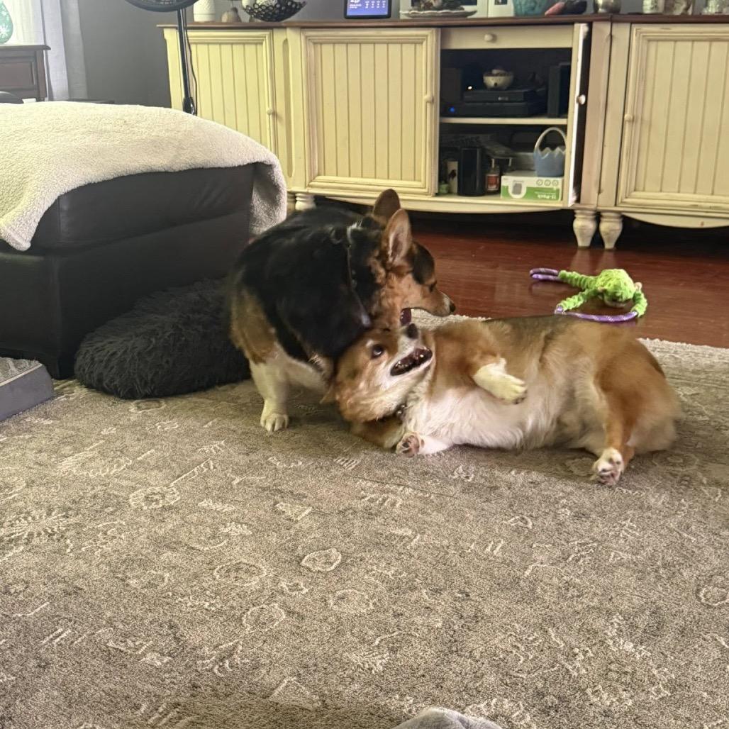 Bronco, a Adoptable Corgi in St. Charles, IL image 3/4