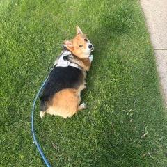 Bronco, a Adoptable Corgi in St. Charles, IL image 4/4