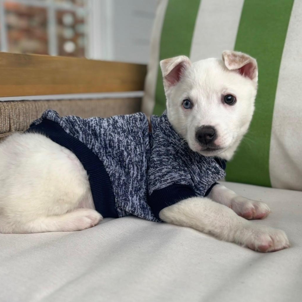 Enlarge Tommy, a Adoptable mixed breed in Fort Mill, SC image 2/6