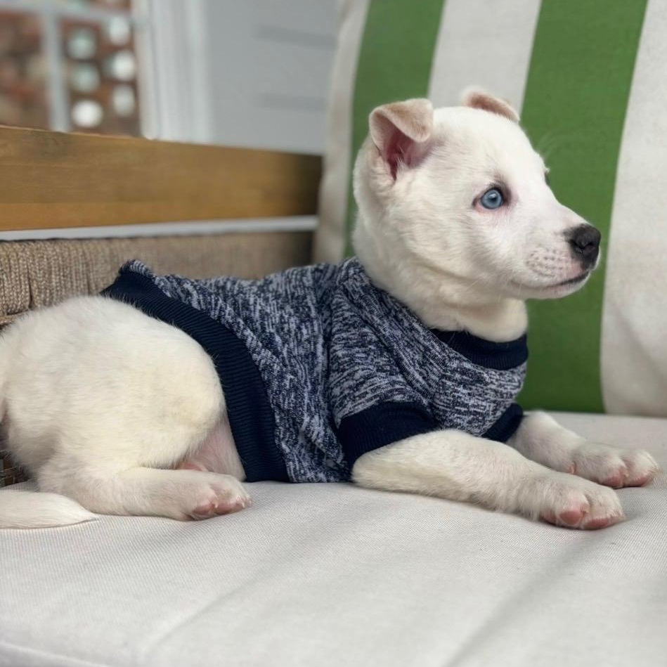 Enlarge Tommy, a Adoptable mixed breed in Fort Mill, SC image 4/6