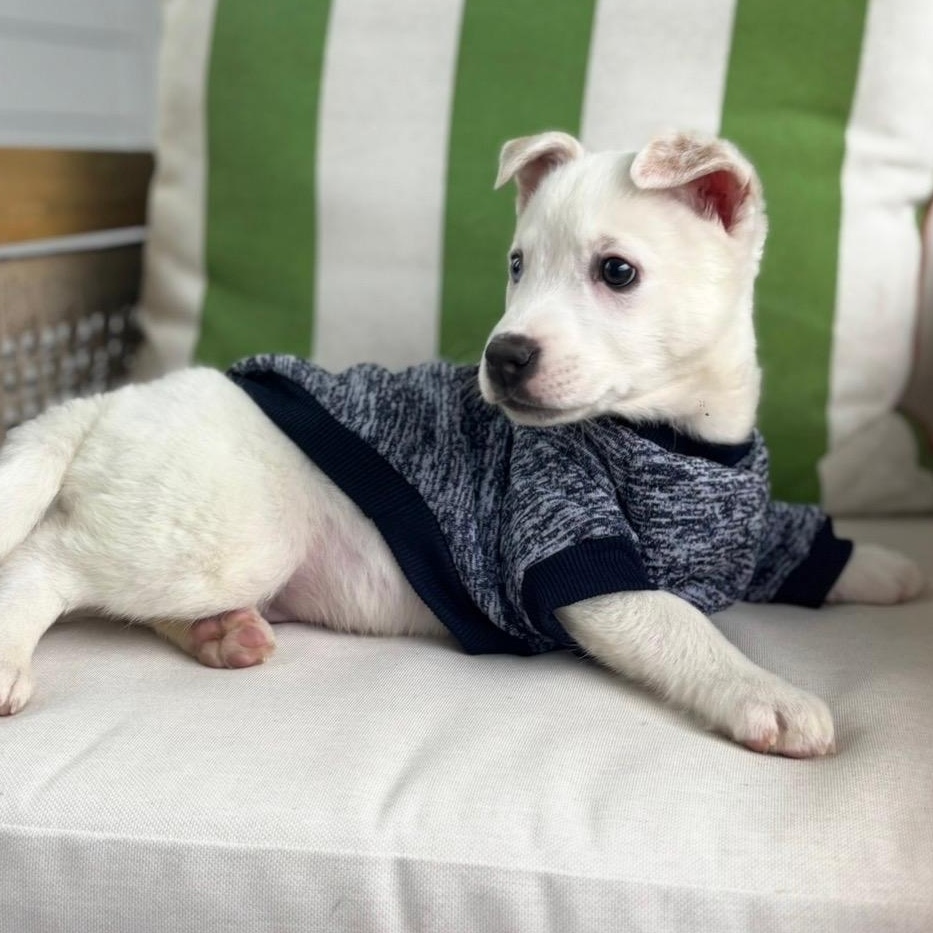 Enlarge Tommy, a Adoptable mixed breed in Fort Mill, SC image 5/6