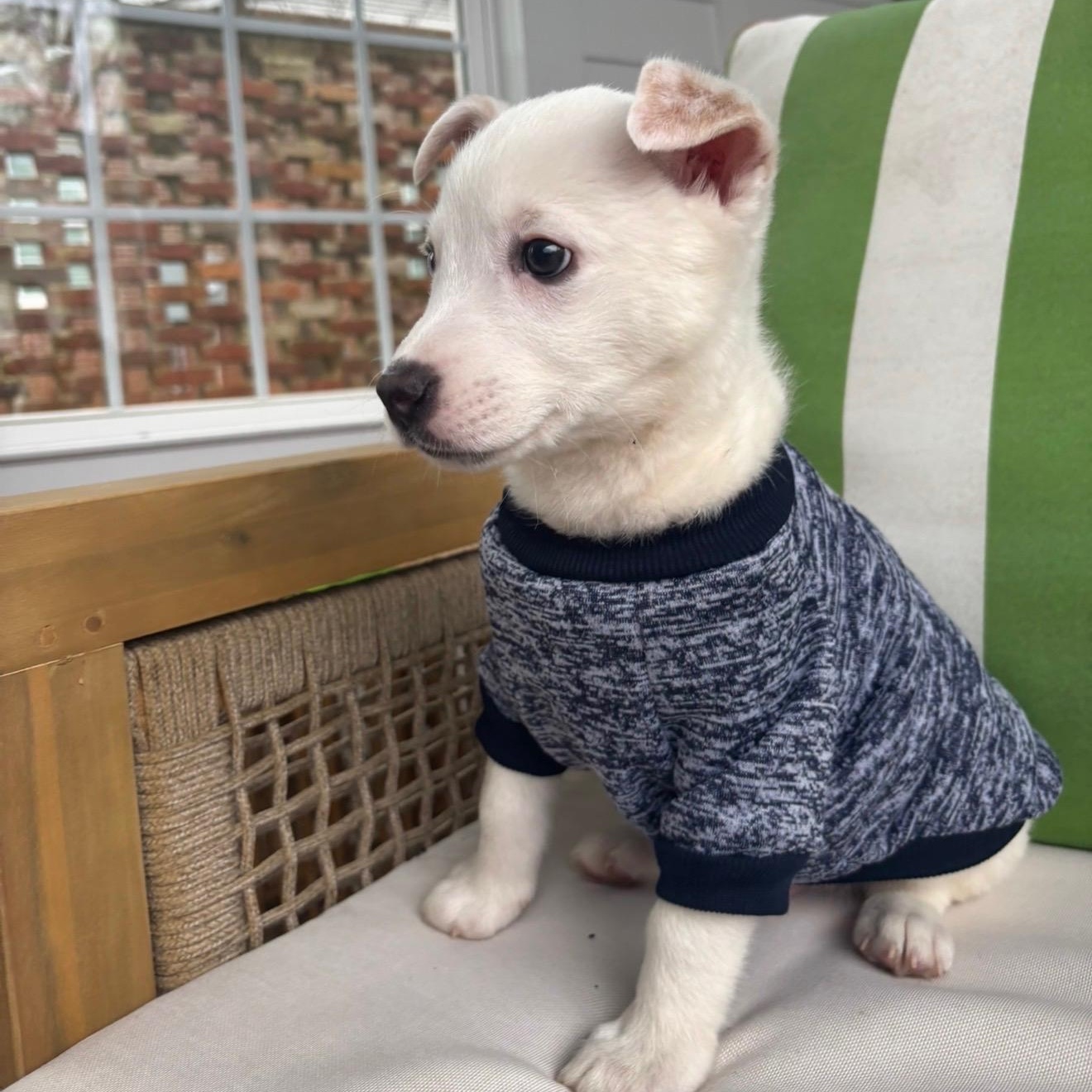 Enlarge Tommy, a Adoptable mixed breed in Fort Mill, SC image 1/6