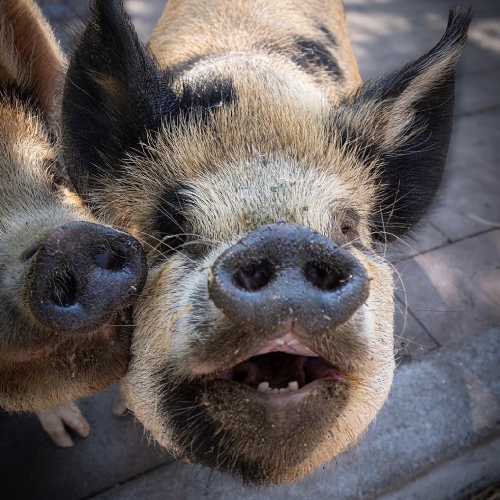 Enlarge Thelma, a Adoptable Pig in Sonoma, CA image 1/2