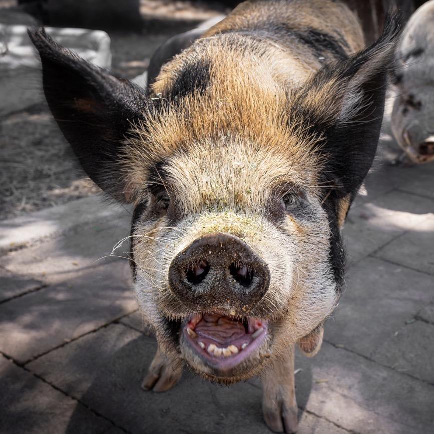 Enlarge Thelma, a Adoptable Pig in Sonoma, CA image 2/2