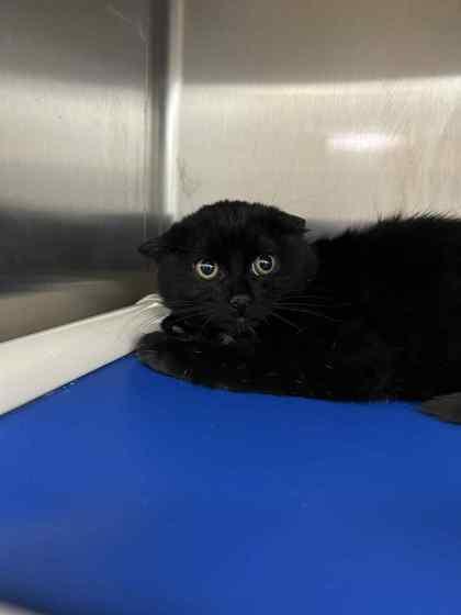 Sugar Sugar, Adoptable, Kitten Female Domestic Short Hair & Domestic Short Hair.