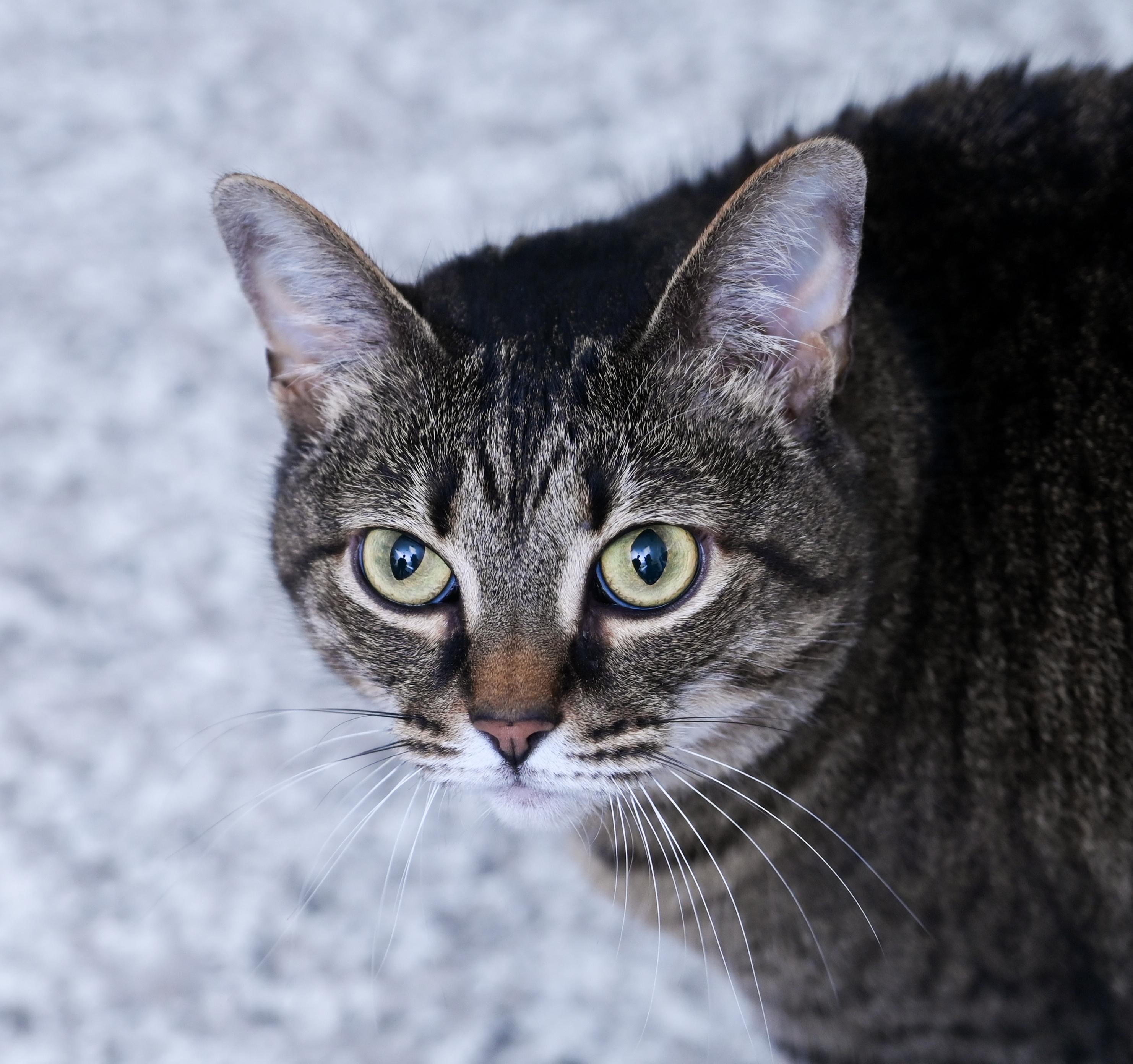 Enlarge Peyton, a ADOPTABLE mixed breed in Chattanooga, TN image 3/4