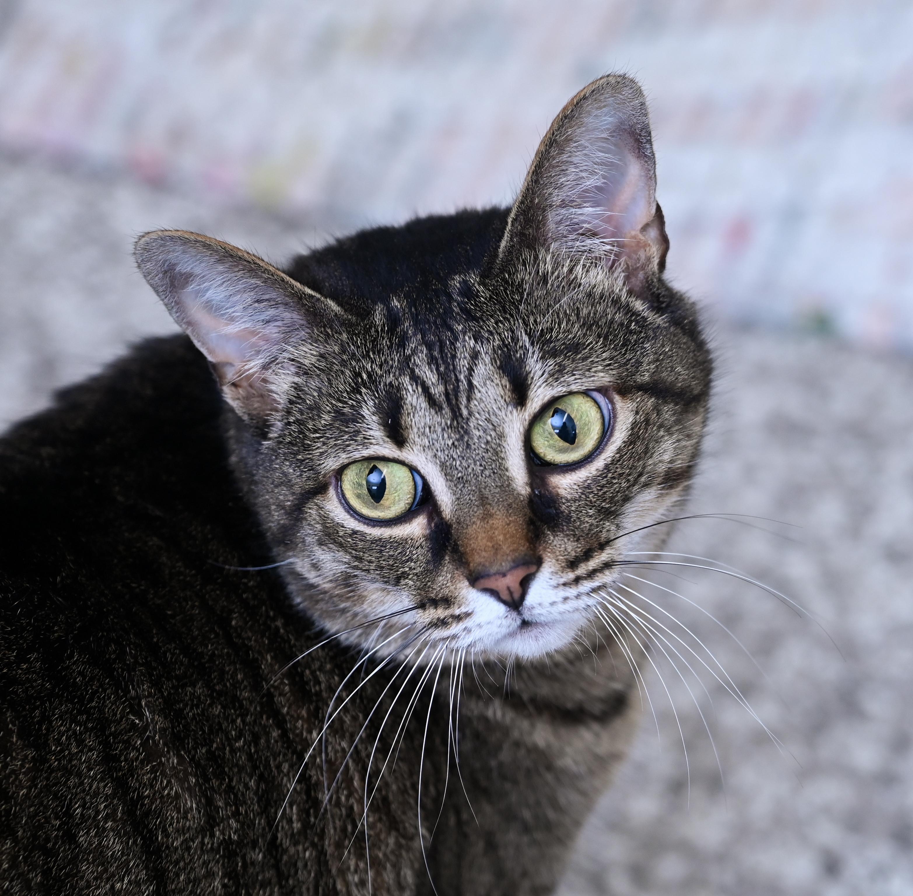 Enlarge Peyton, a ADOPTABLE mixed breed in Chattanooga, TN image 2/4