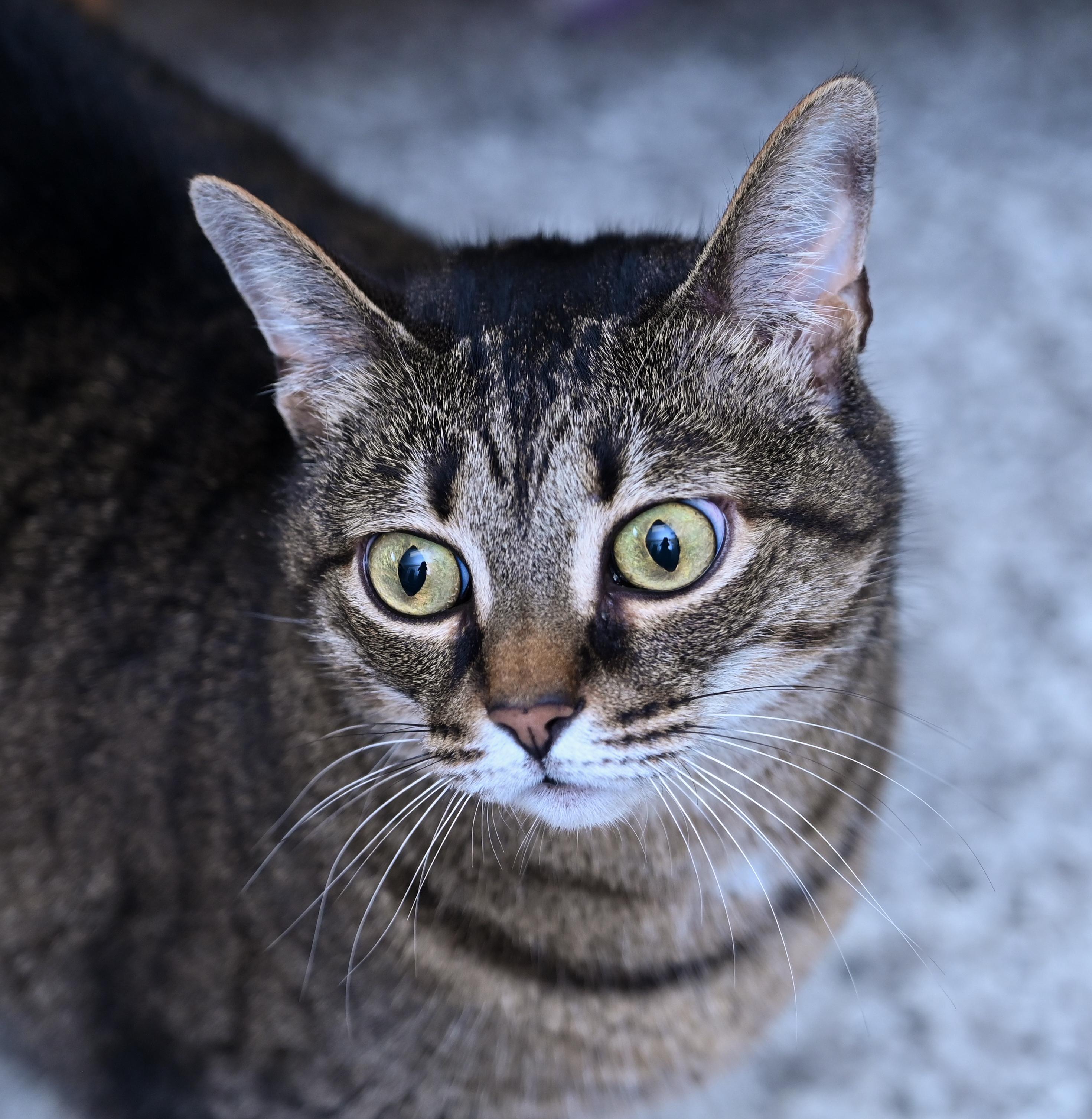 Enlarge Peyton, a ADOPTABLE mixed breed in Chattanooga, TN image 4/4