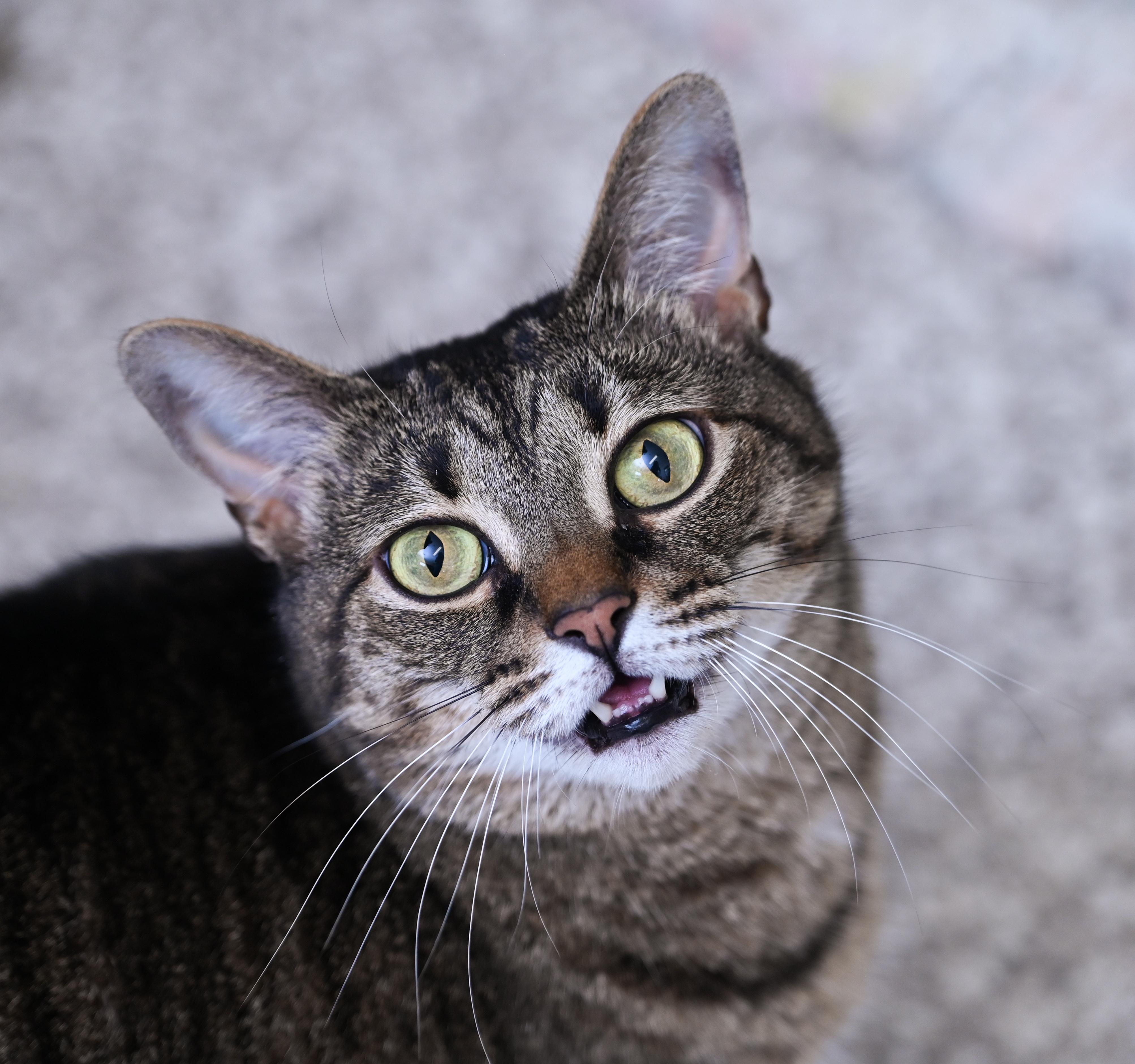 Enlarge Peyton, a ADOPTABLE mixed breed in Chattanooga, TN image 1/4