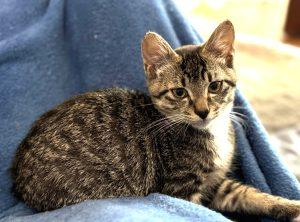 Kittens in Soldotna, an adoptable Domestic Short Hair in Kenai, AK, 99611 | Photo Image 5