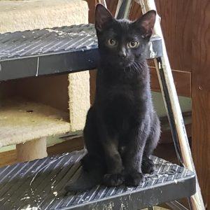 Kittens in Soldotna, an adoptable Domestic Short Hair in Kenai, AK, 99611 | Photo Image 3