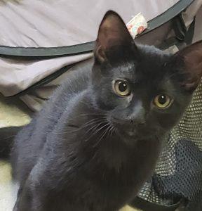 Kittens in Soldotna, an adoptable Domestic Short Hair in Kenai, AK, 99611 | Photo Image 2