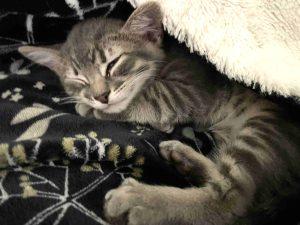 Kittens in Soldotna, an adoptable Domestic Short Hair in Kenai, AK, 99611 | Photo Image 6