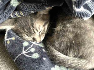 Kittens in Soldotna, an adoptable Domestic Short Hair in Kenai, AK, 99611 | Photo Image 4