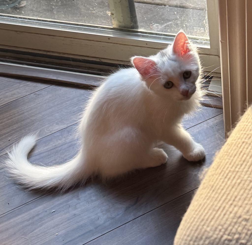 Kittens in Soldotna, an adoptable Domestic Short Hair in Kenai, AK, 99611 | Photo Image 1