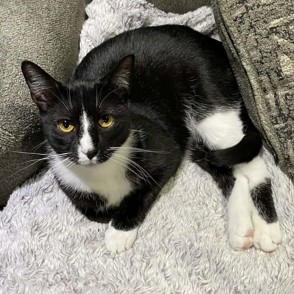 Drusilla, Adoptable, Young Female Domestic Short Hair.