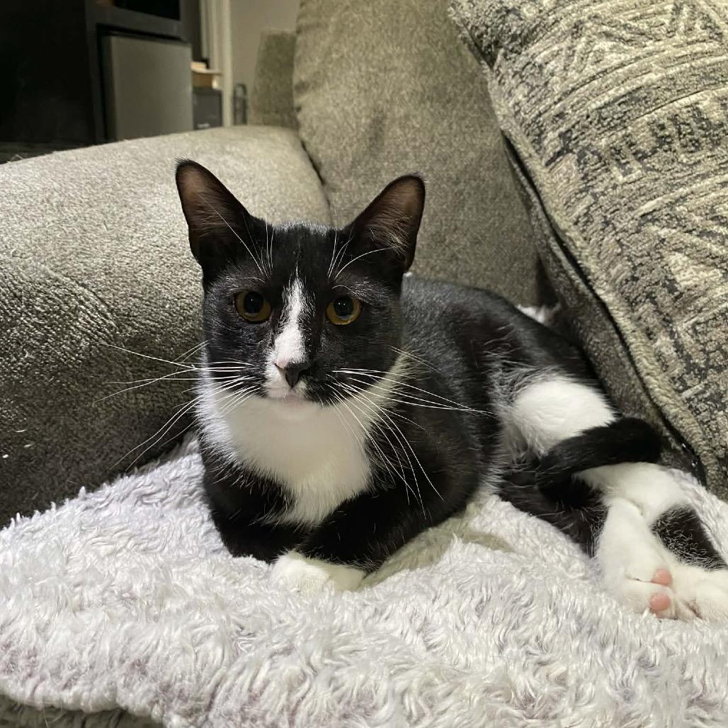 Enlarge Drusilla, a Adoptable Domestic Short Hair in Chillicothe, IL image 2/2