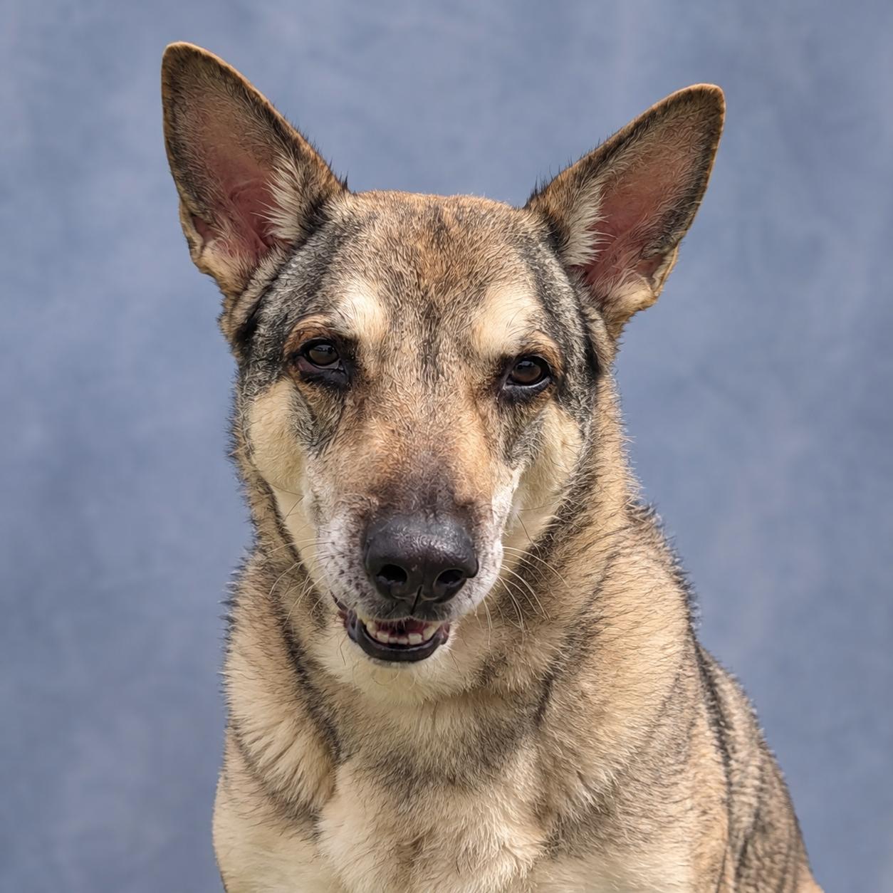Enlarge Nytiri, a Adoptable mixed breed in Windcrest, TX image 1/4