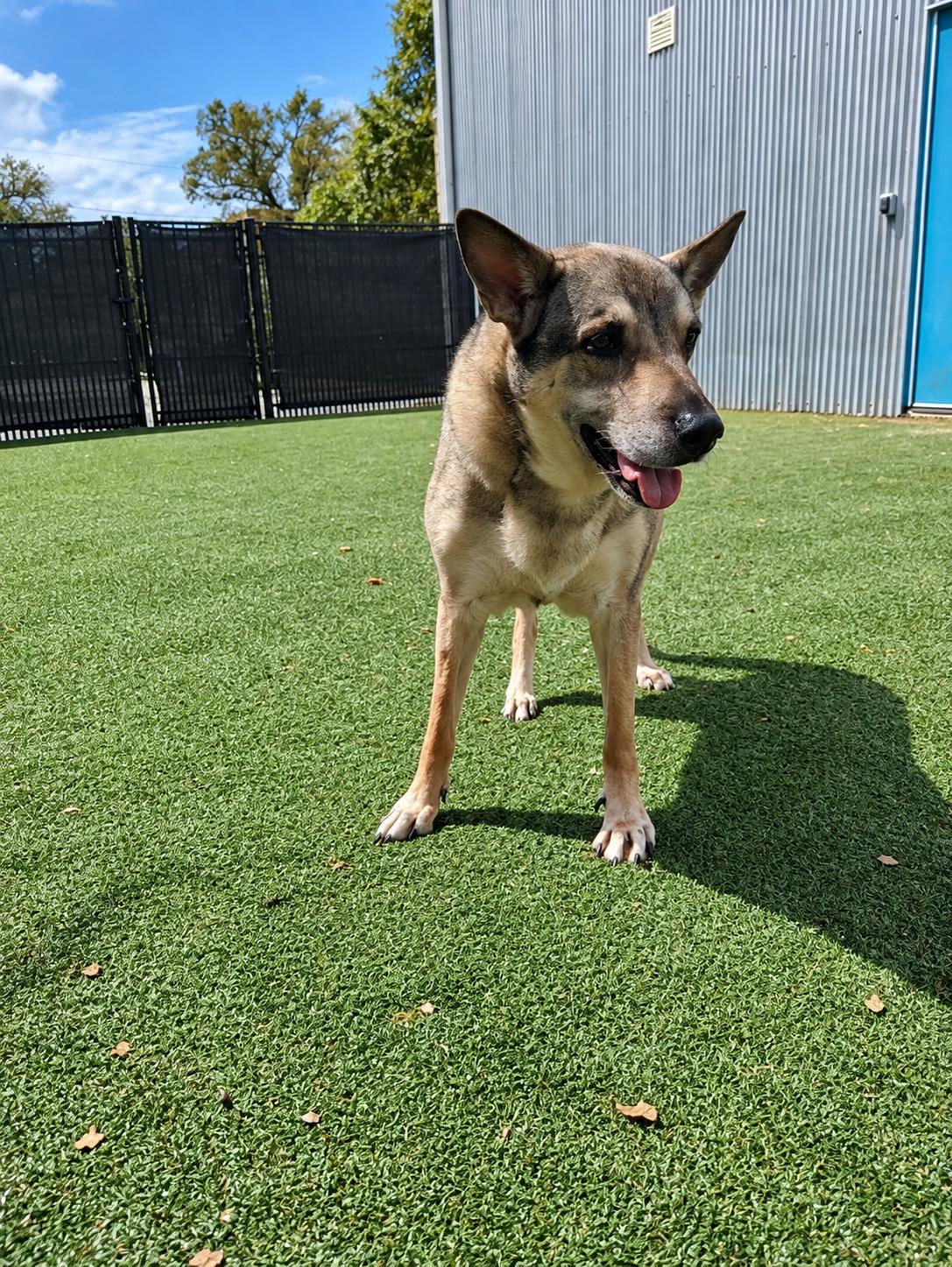 Enlarge Nytiri, a Adoptable mixed breed in Windcrest, TX image 2/4