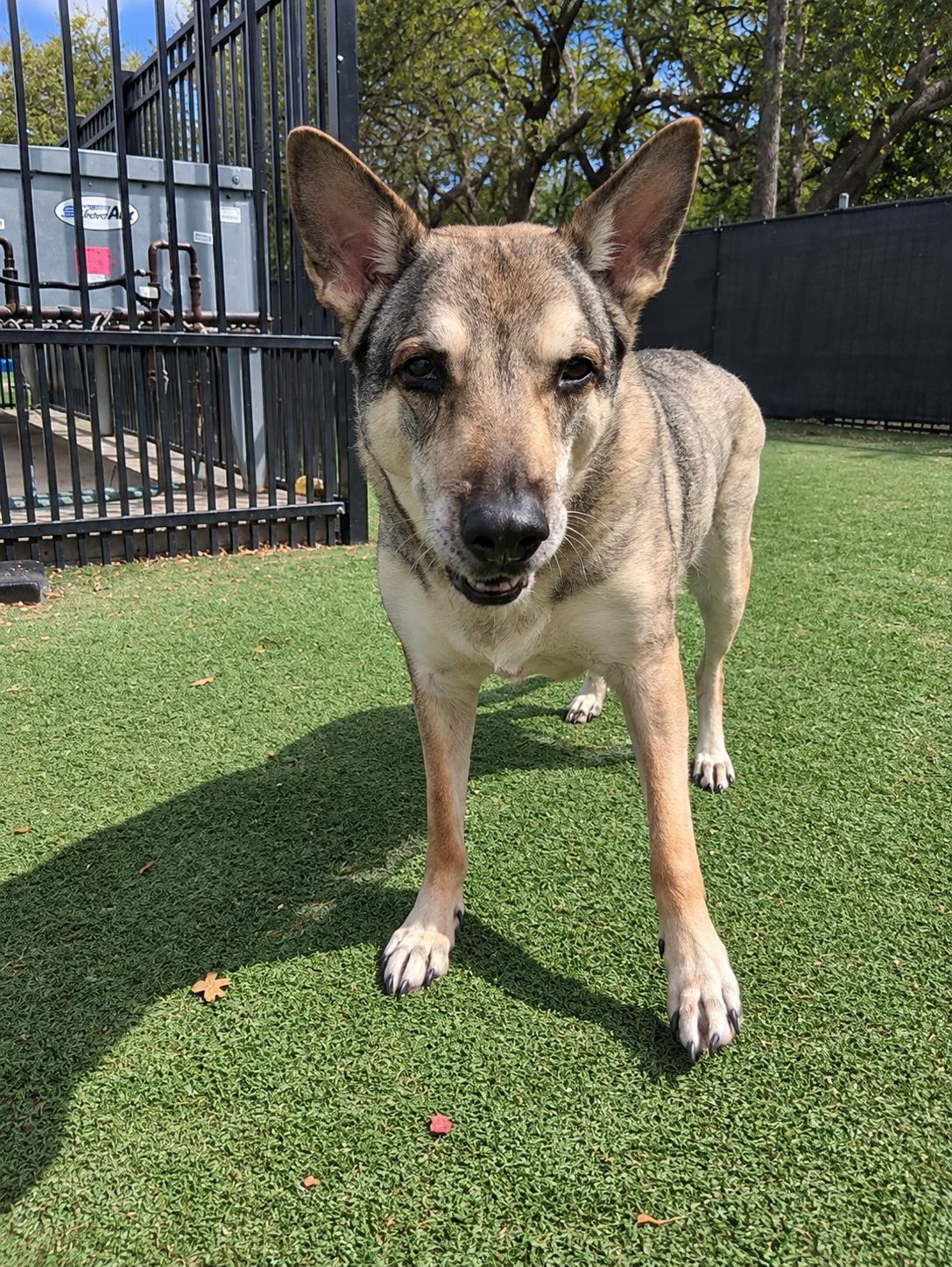 Enlarge Nytiri, a Adoptable mixed breed in Windcrest, TX image 3/4