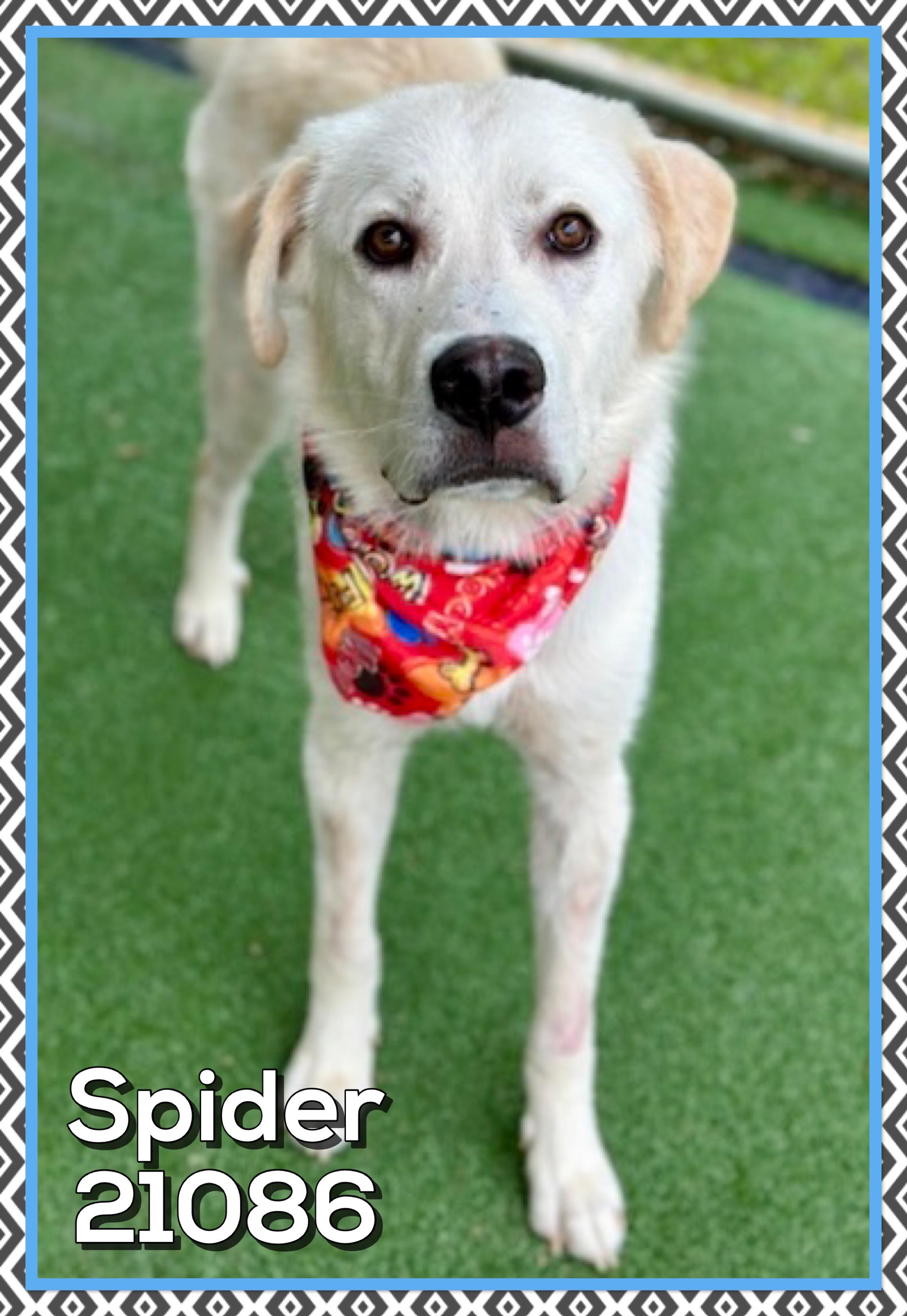 Enlarge SPIDER, an adopted mixed breed in Marietta, GA image 2/4
