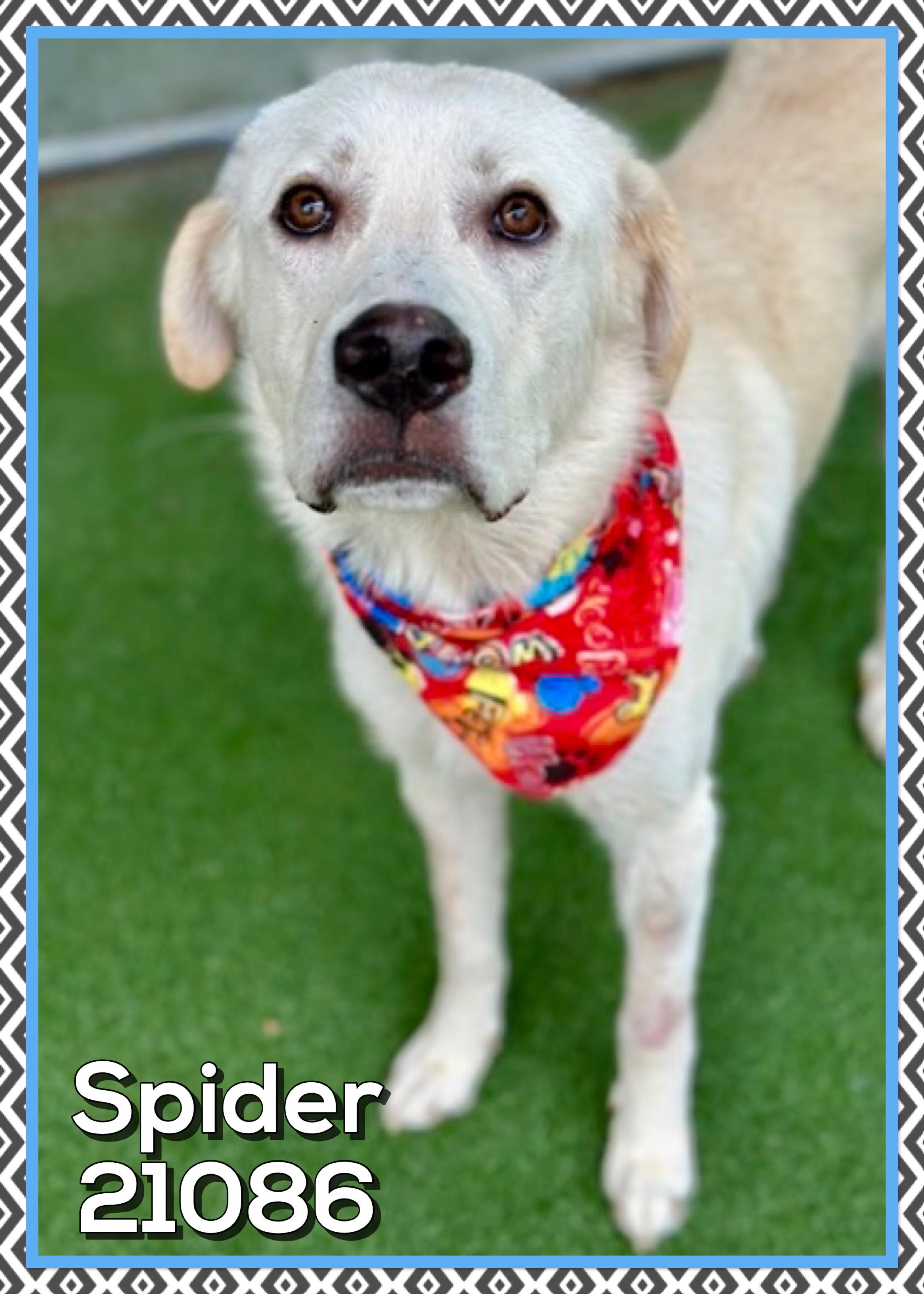 Enlarge SPIDER, an adopted mixed breed in Marietta, GA image 3/4