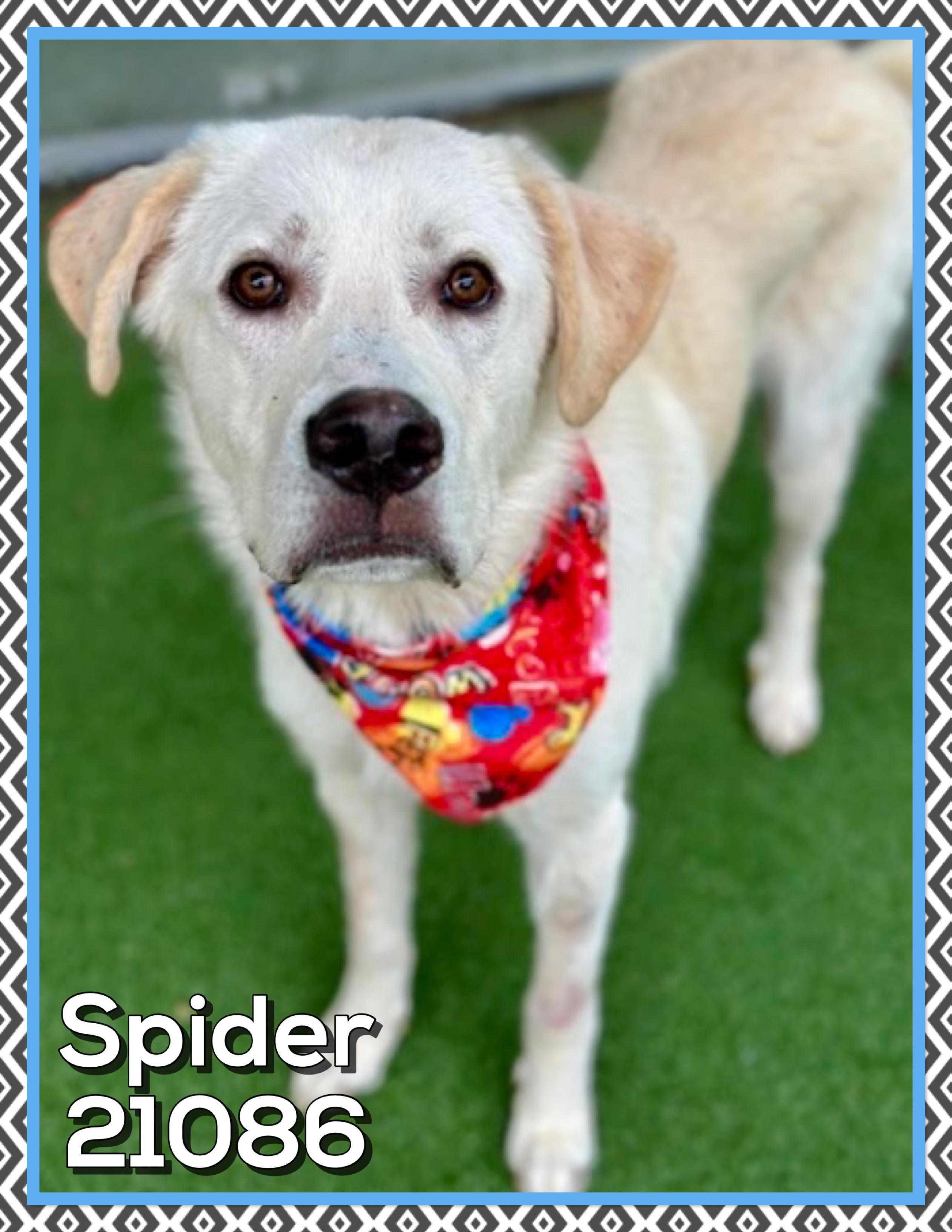 Enlarge SPIDER, an adopted mixed breed in Marietta, GA image 1/4