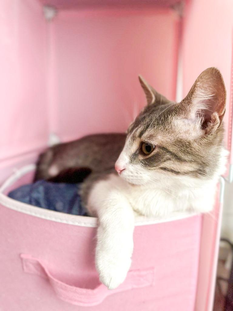 Budgie, Adoptable, Young Male Domestic Short Hair.