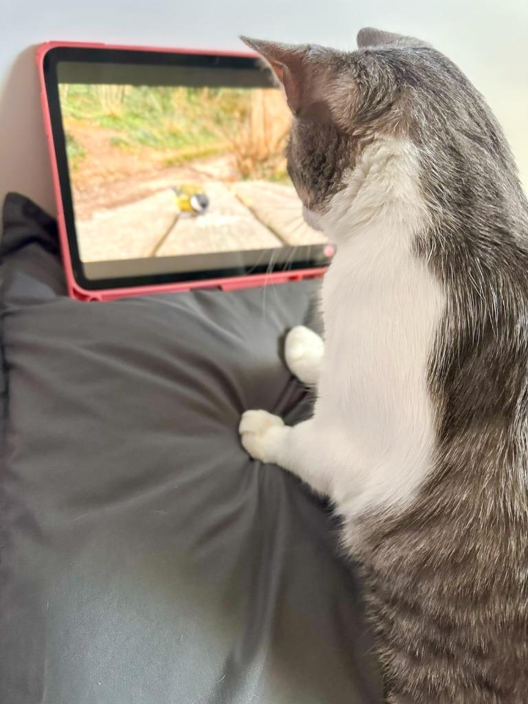 Budgie, Adoptable, Young Male Domestic Short Hair.