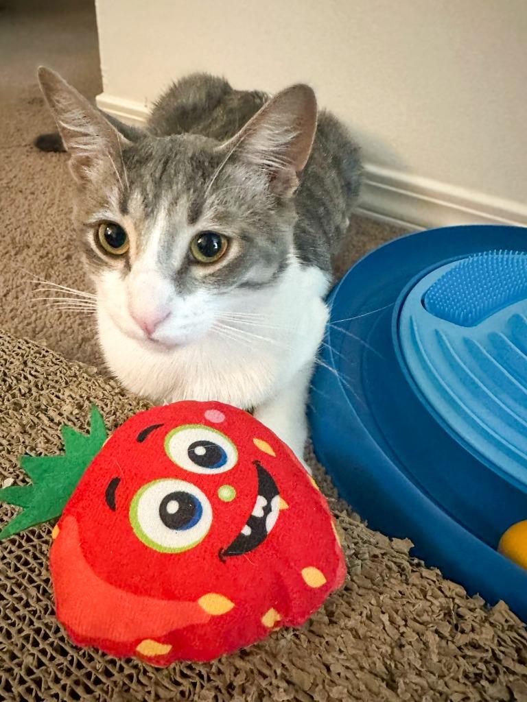 Enlarge Budgie, a Adoptable mixed breed in Calgary, AB image 2/5