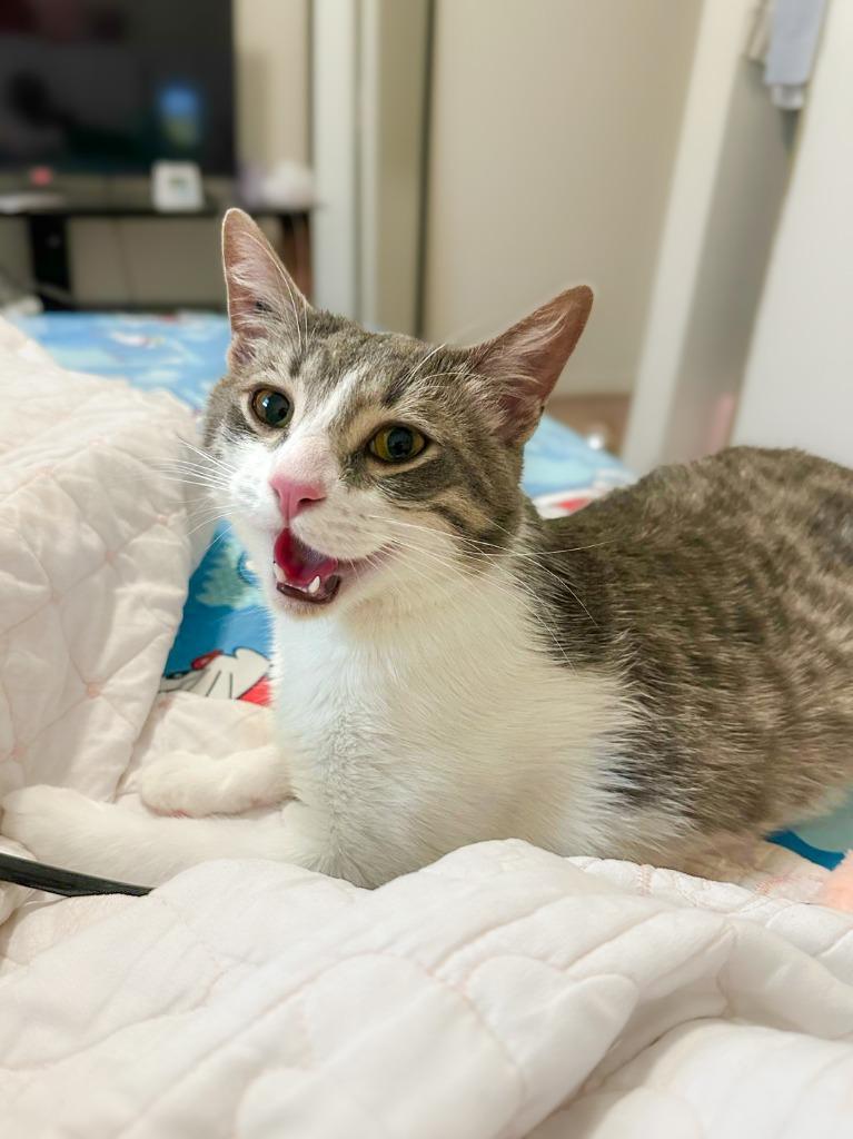 Enlarge Budgie, a Adoptable mixed breed in Calgary, AB image 5/5