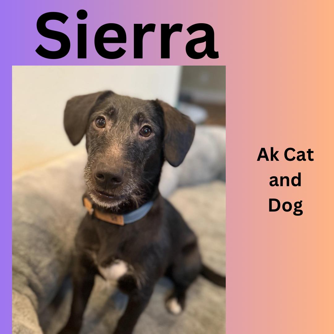 Sierra, Adopted, Adult Female Wire Fox Terrier.
