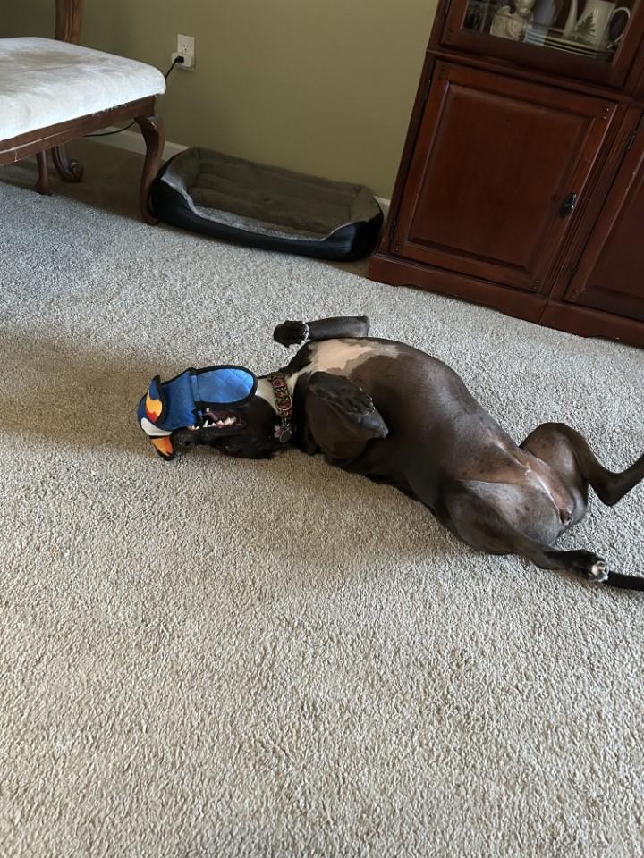 z (Courtesy Listing) Holly