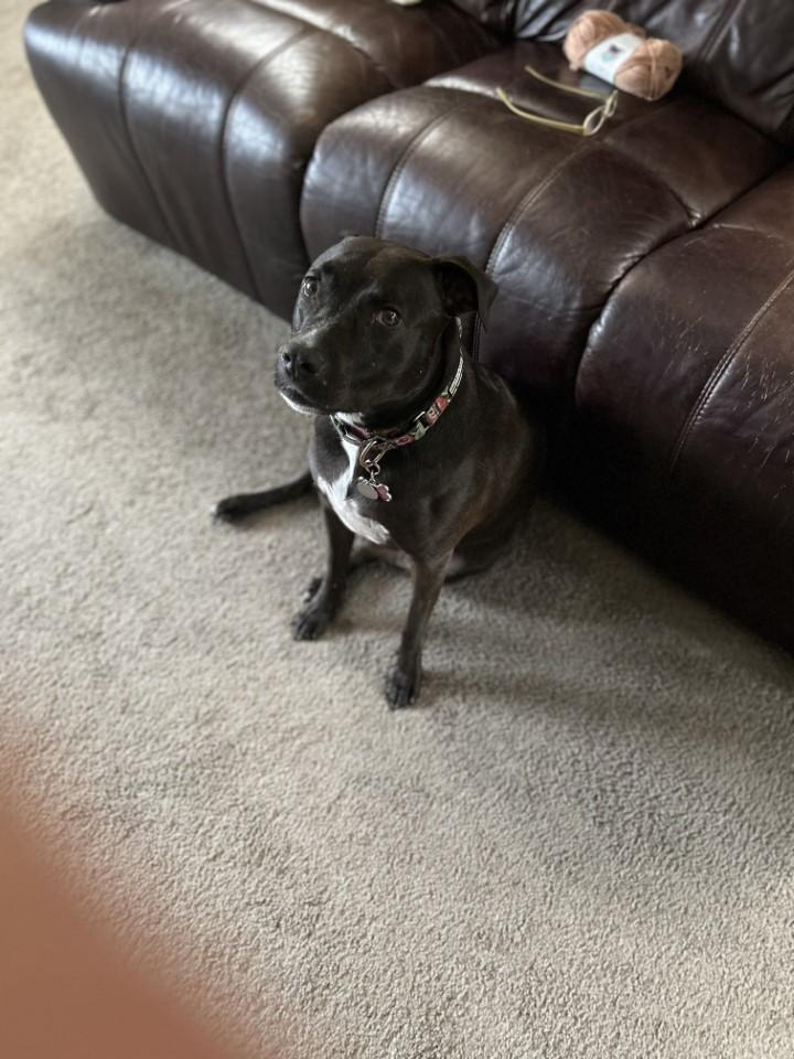 (Courtesy Listing) Holly, a Adoptable mixed breed in Encinitas, CA image 4/6