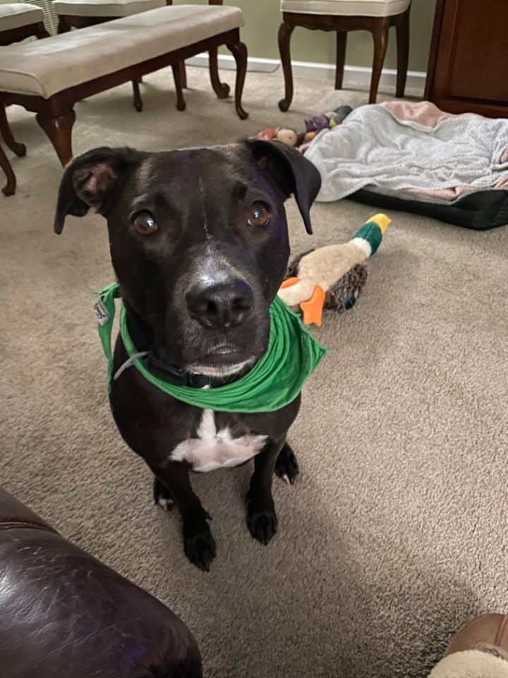 (Courtesy Listing) Holly, Adoptable, Senior Female Labrador Retriever.