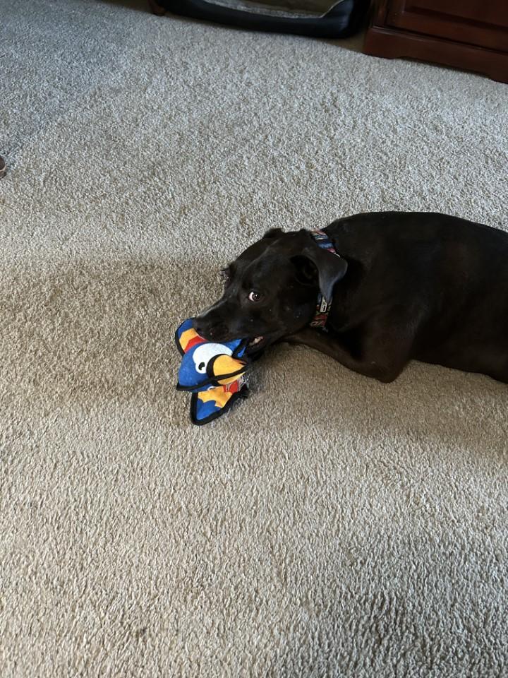 (Courtesy Listing) Holly, a Adoptable mixed breed in Encinitas, CA image 5/6