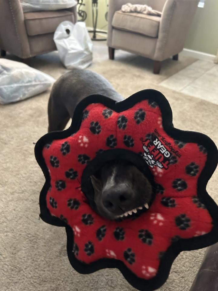 z (Courtesy Listing) Holly