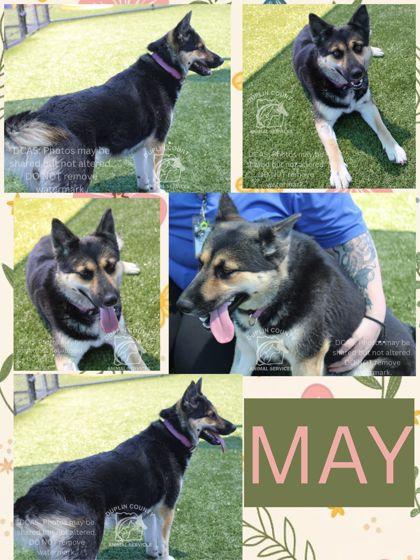 MAY, Adoptable, Adult Female Mixed Breed & Mixed Breed.