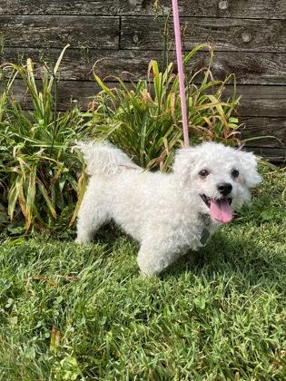 Frederick, Adoptable, Adult Male Poodle & Mixed Breed.