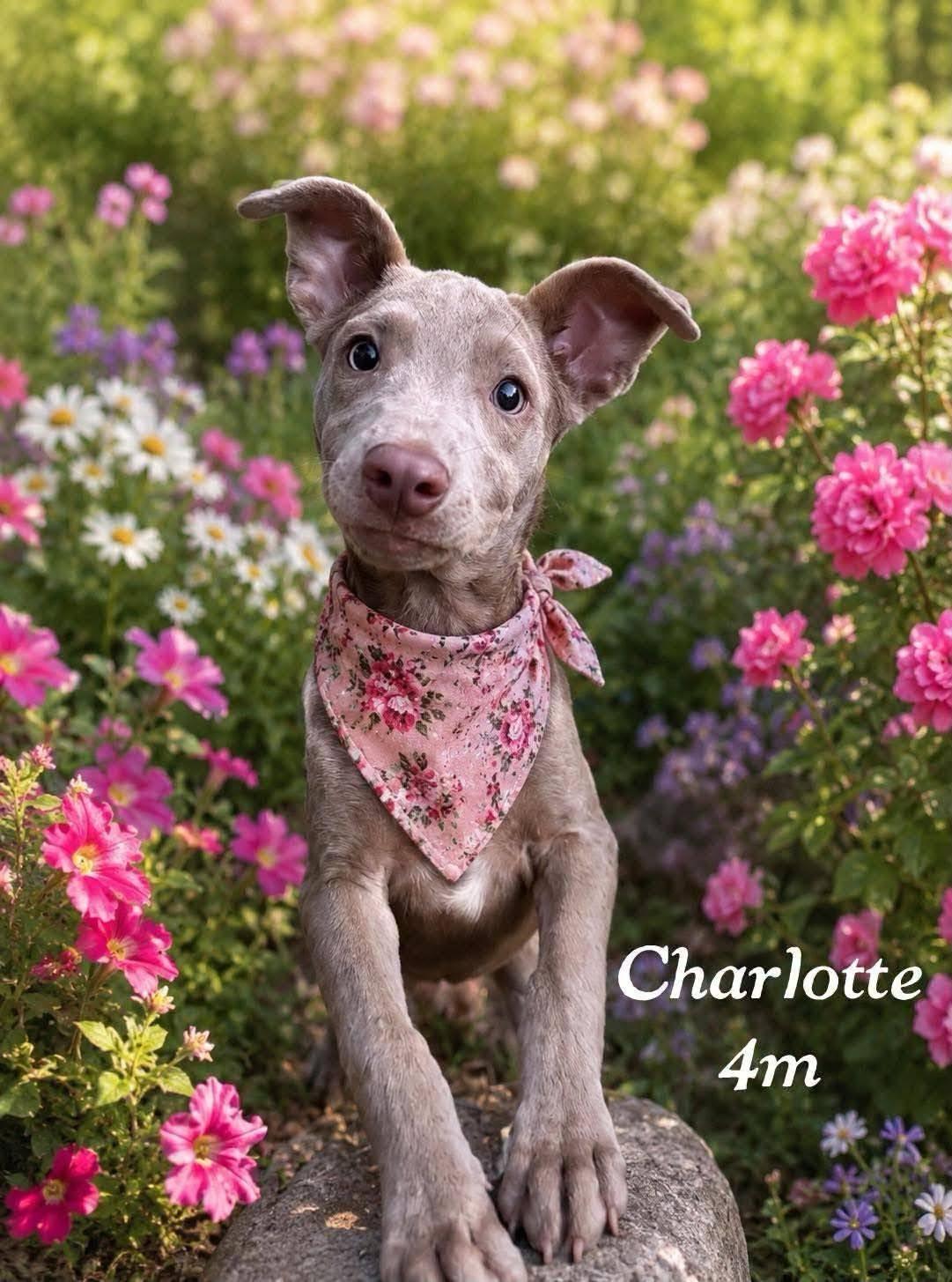 Enlarge Charlotte, an adopted mixed breed in abingdon, MD image 1/1