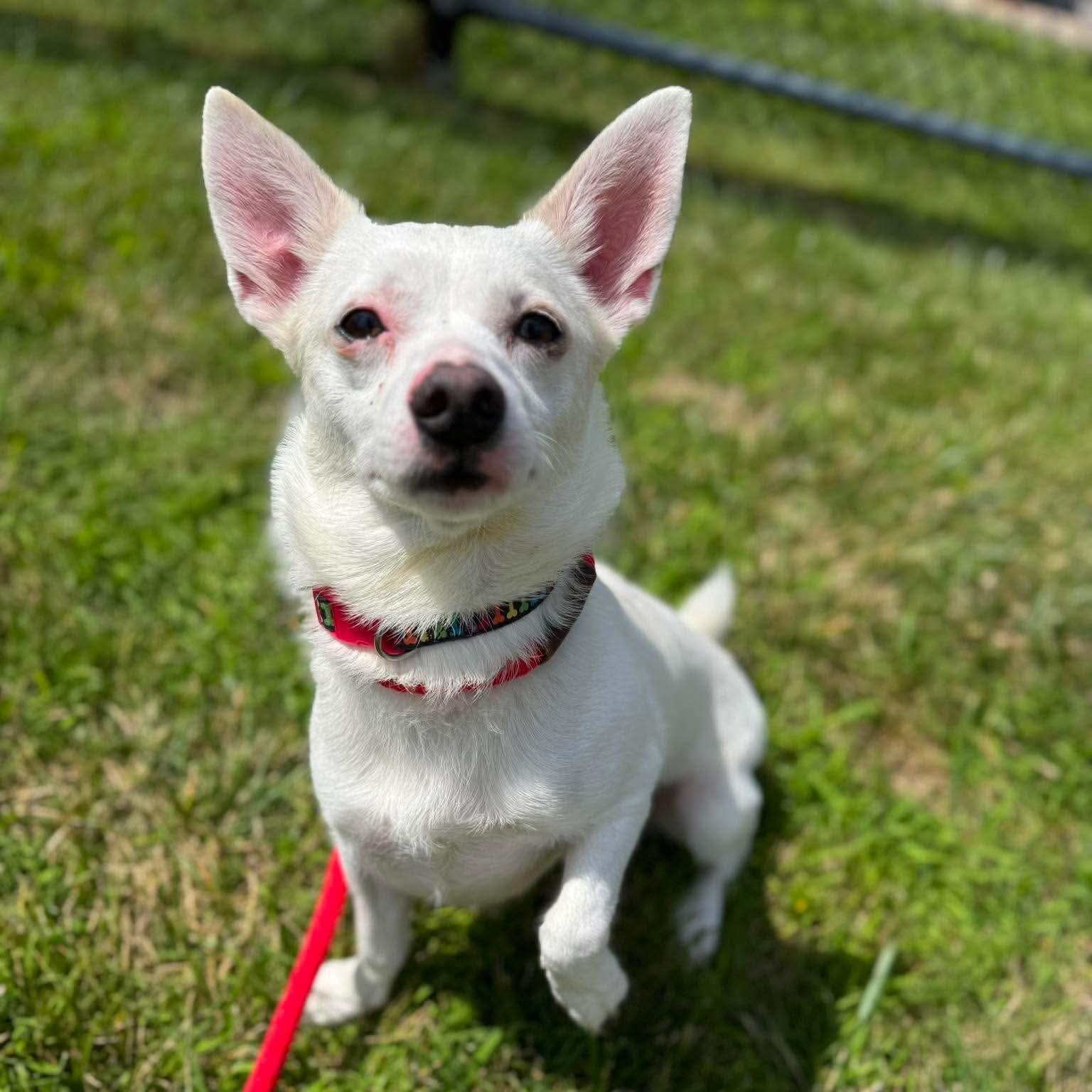 Kiko, adopted, Young Male Mixed Breed.