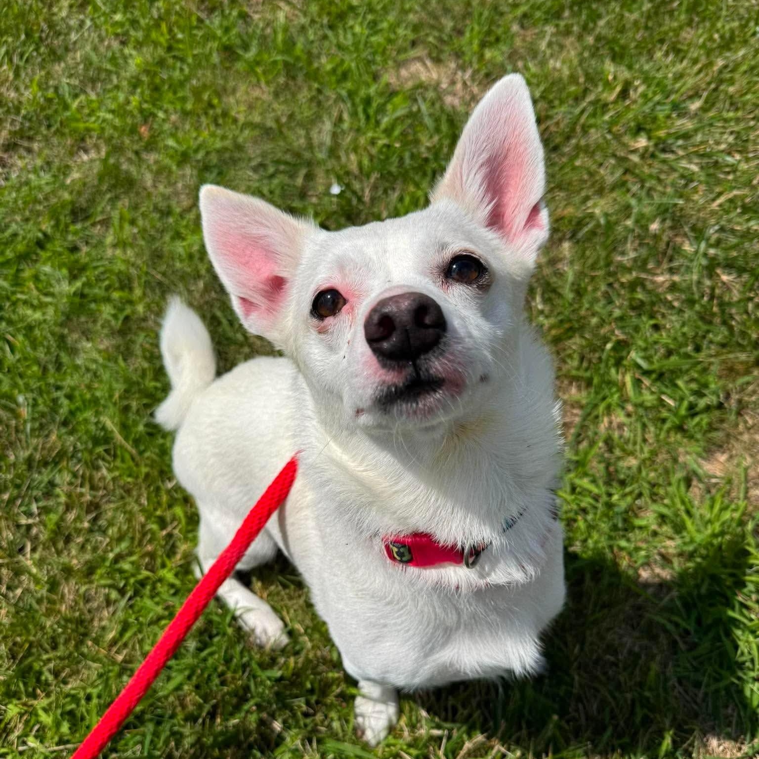 Kiko, an adopted mixed breed in Buffalo, NY image 4/4