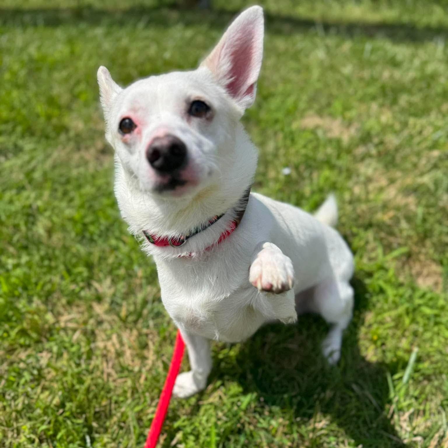 Kiko, an adopted mixed breed in Buffalo, NY image 3/4