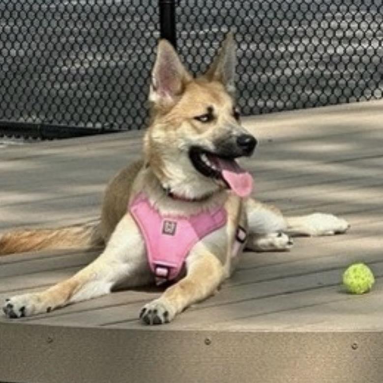 Enlarge Lexi, a ADOPTABLE mixed breed in Thompson, PA image 2/6