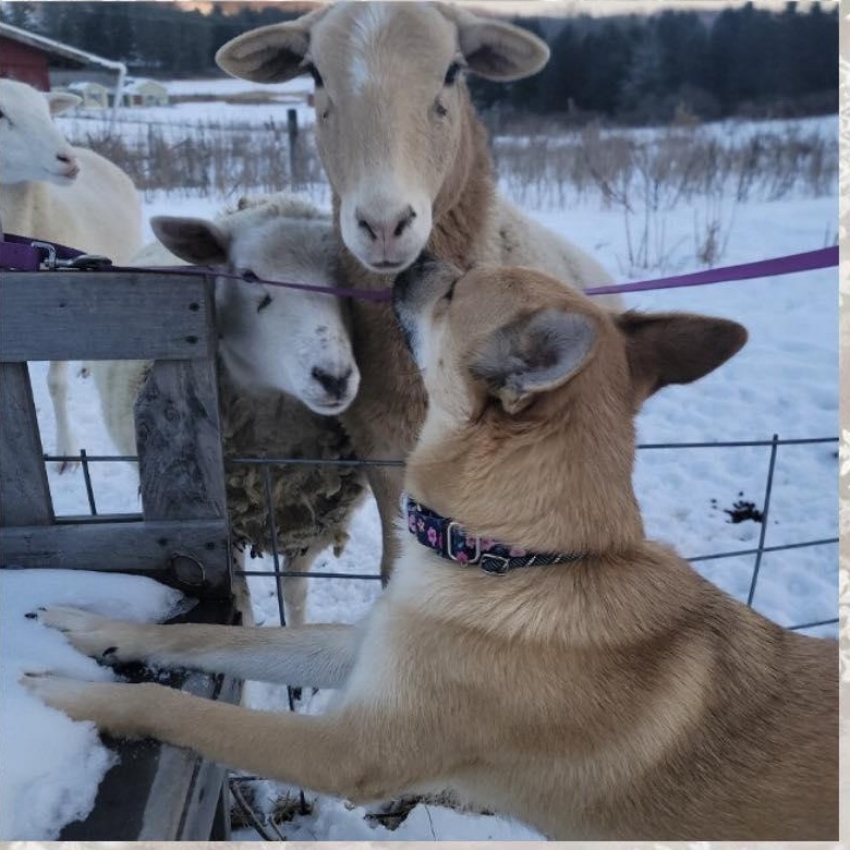 Enlarge Lexi, a ADOPTABLE mixed breed in Thompson, PA image 5/6