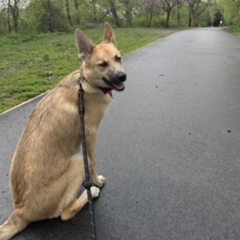 Enlarge Lexi, a ADOPTABLE mixed breed in Thompson, PA image 4/6